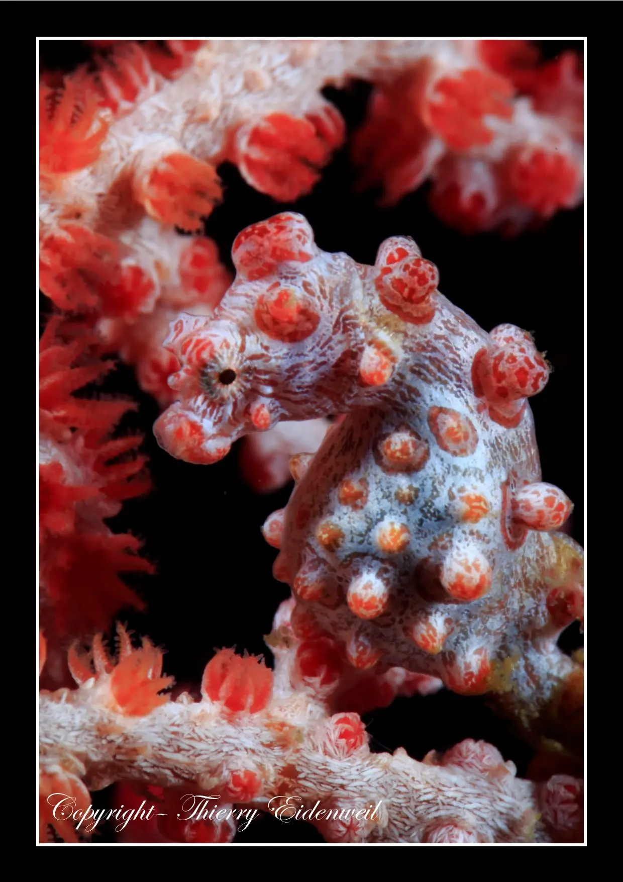Anilao Macro Dive Media Highlight